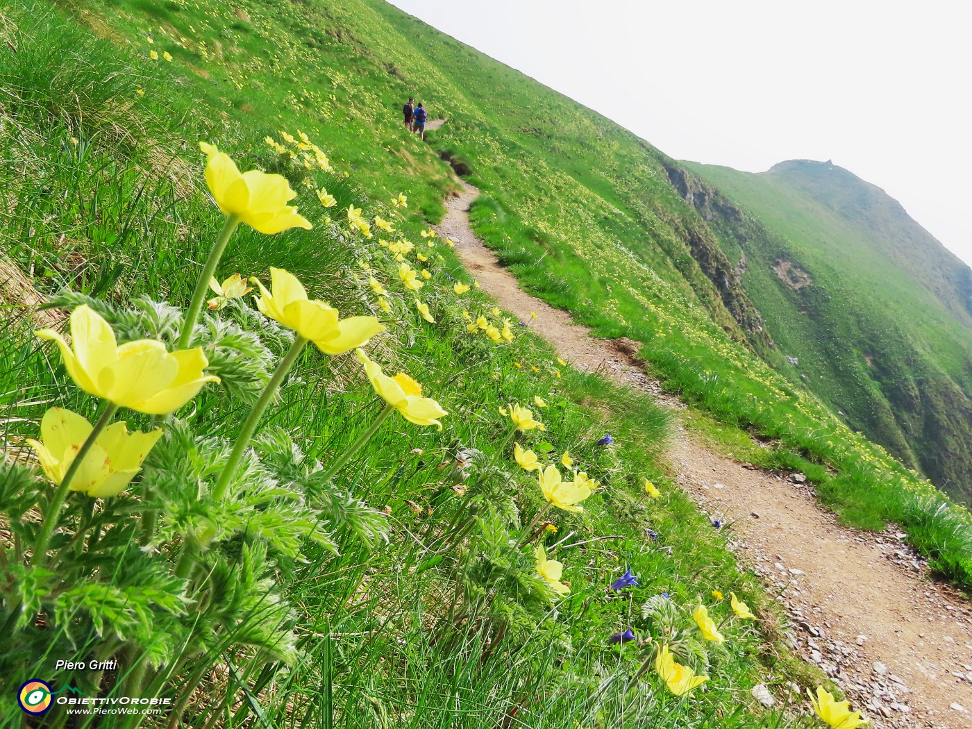 20 Pulsatilla alpina sulphurea (Anemone sulfureo).JPG
